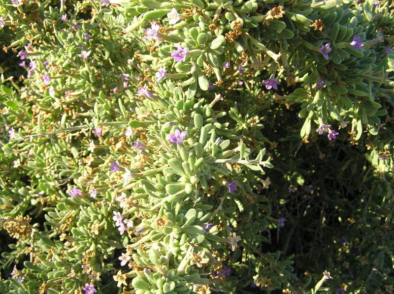 Fremont's Desert-Thorn photo 5