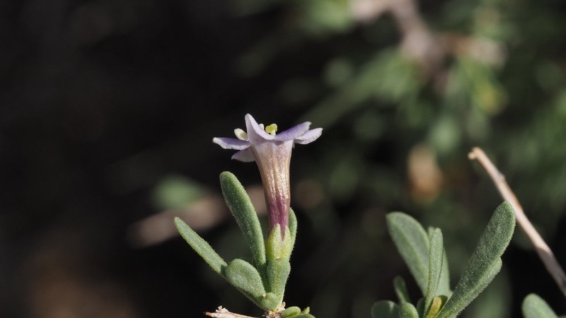 Fremont's Desert-Thorn photo 6