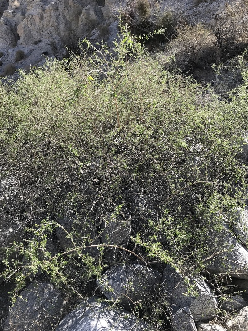 Fremont's Desert-Thorn photo 7