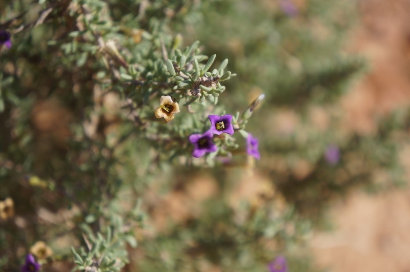 Lycium intricatum subsp. pujosii