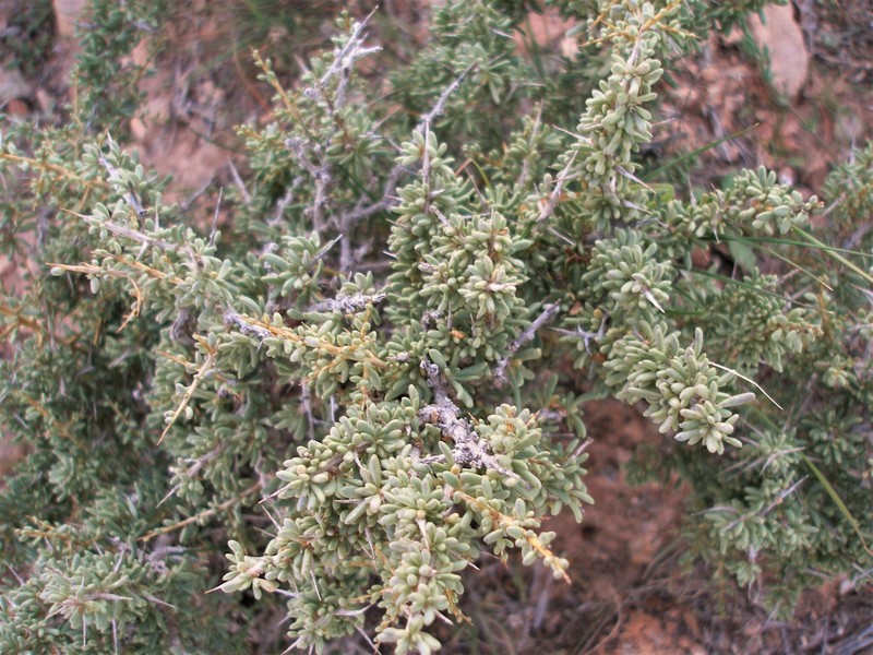 Lycium intricatum subsp. pujosii photo 2