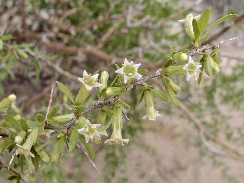Desert Wolfberry