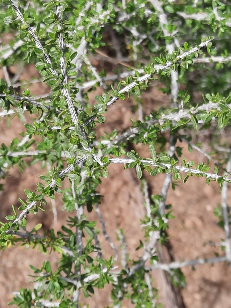 Desert Wolfberry photo 2