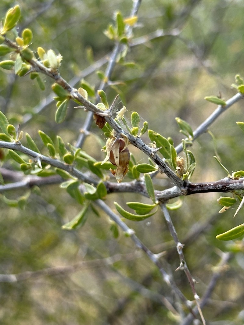 Desert Wolfberry photo 3