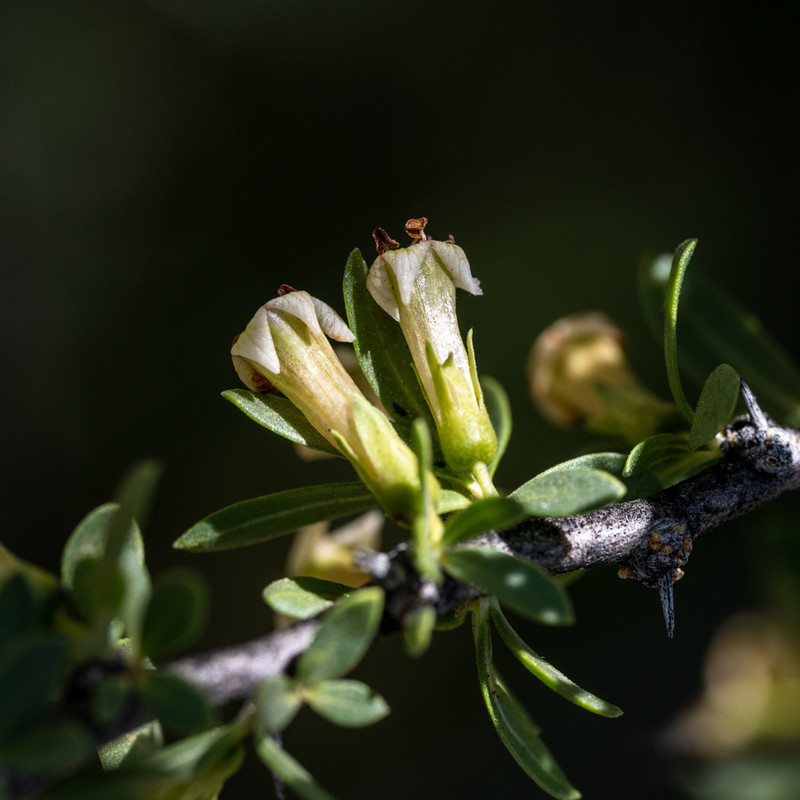 Desert Wolfberry photo 4