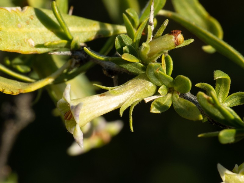 Desert Wolfberry photo 5