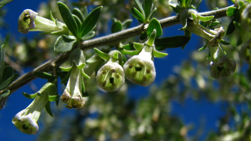 Desert Wolfberry photo 6