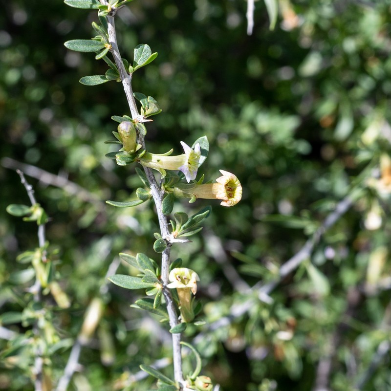 Desert Wolfberry photo 7