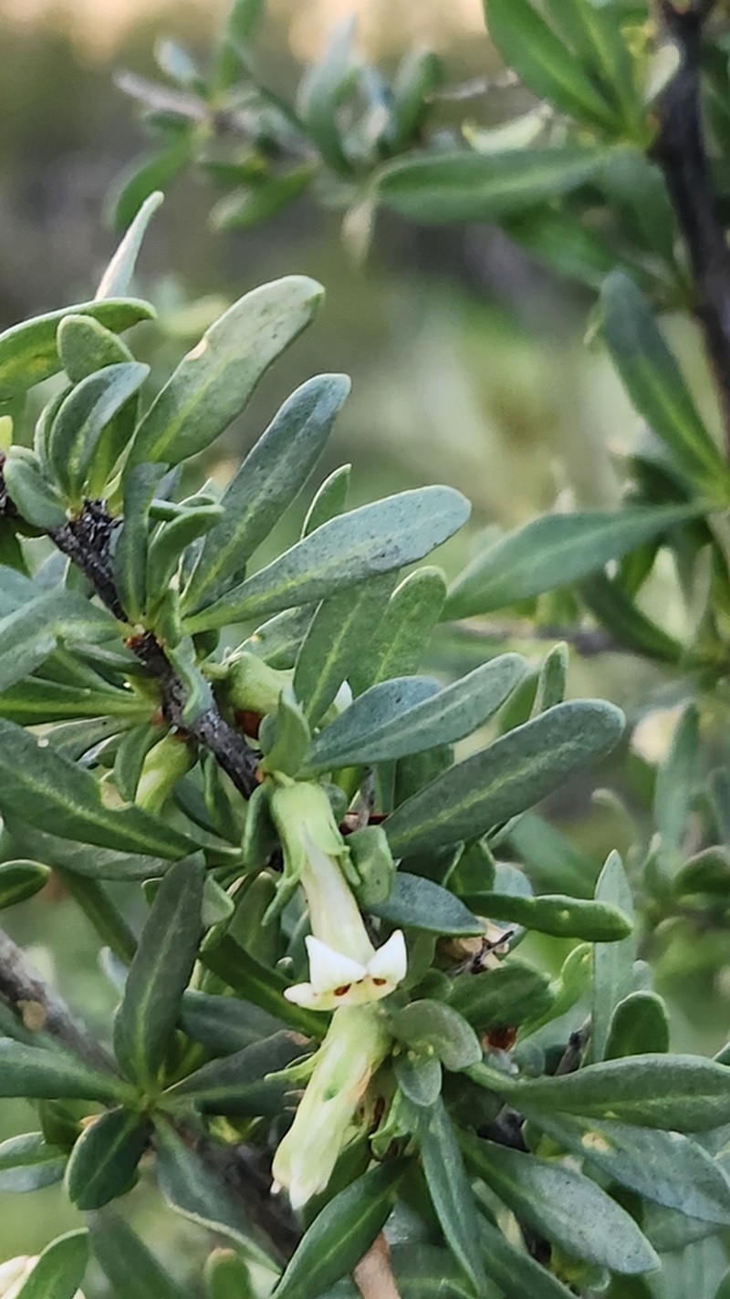 Desert Wolfberry photo 8