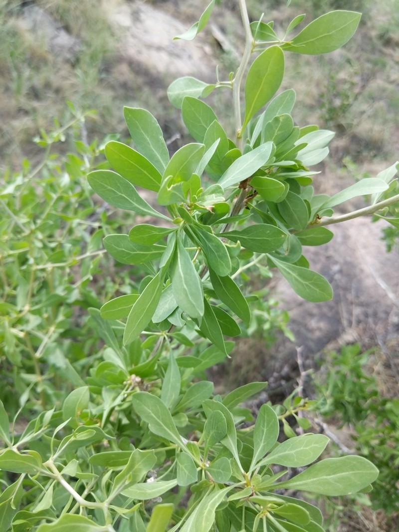 Pale Desert-Thorn photo 2