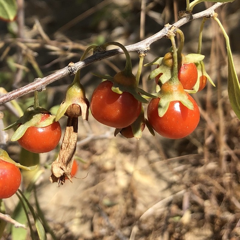 Pale Desert-Thorn photo 3