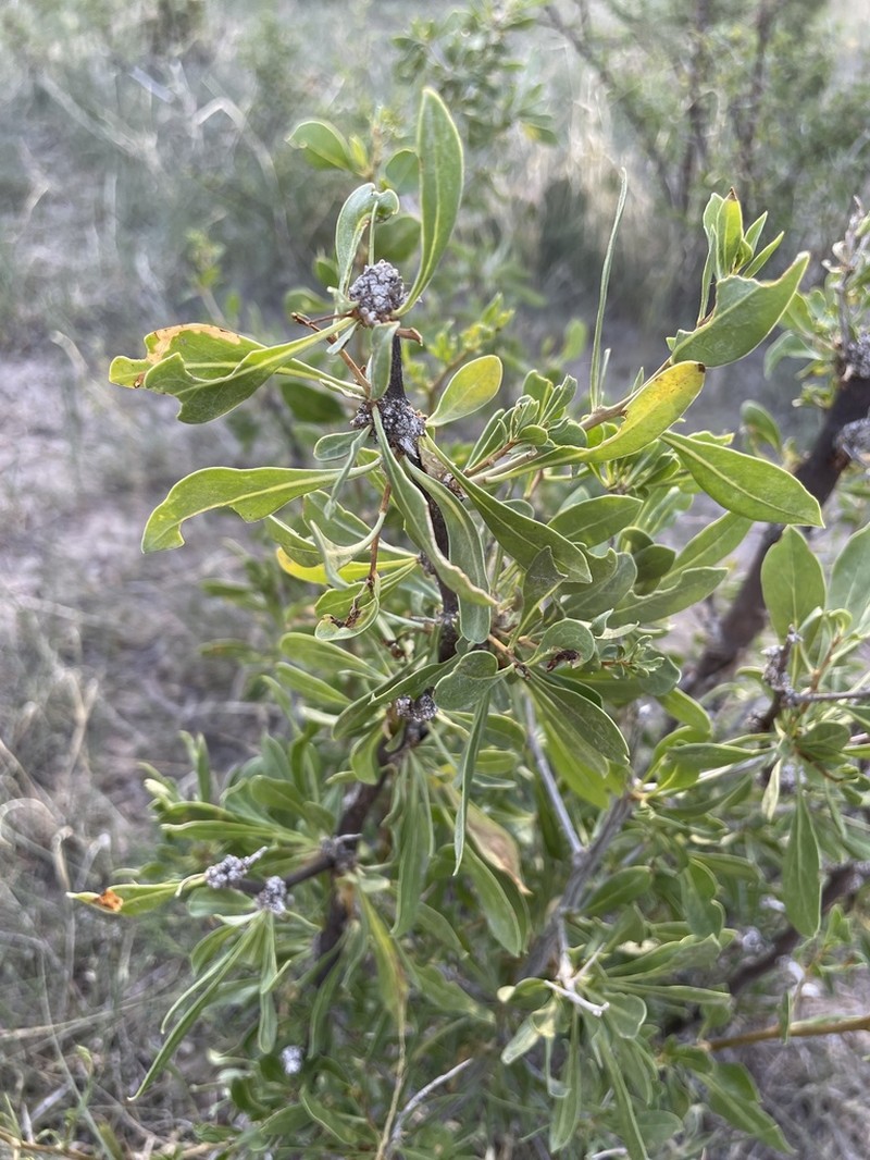 Pale Desert-Thorn photo 4