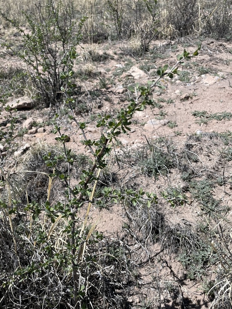 Pale Desert-Thorn photo 5