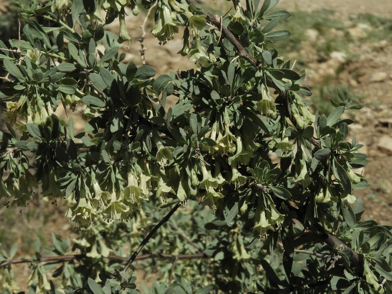 Pale Desert-Thorn photo 6