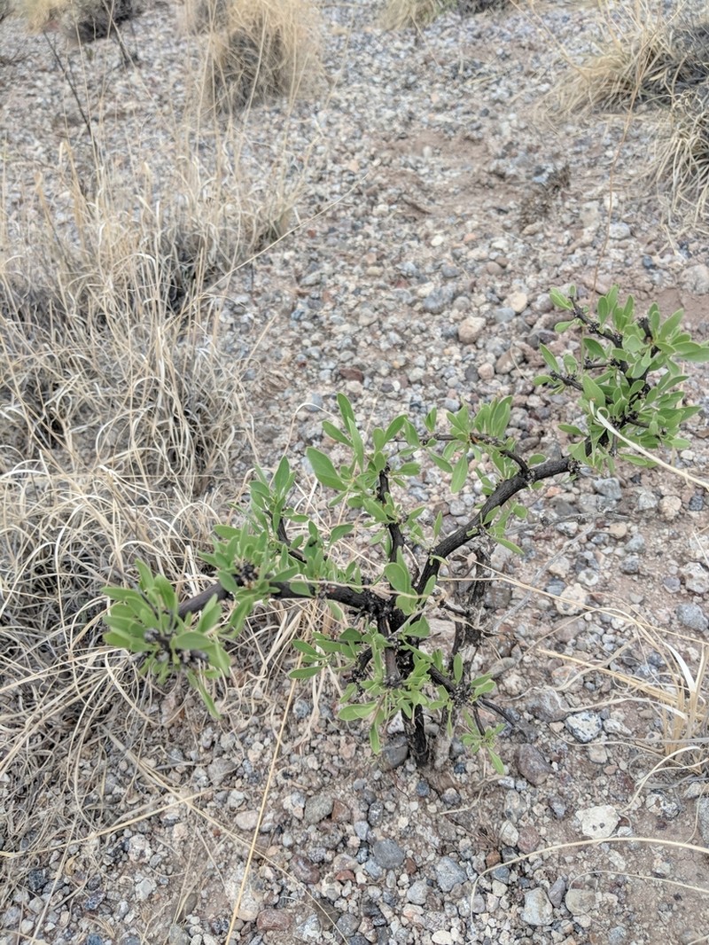 Pale Desert-Thorn photo 7