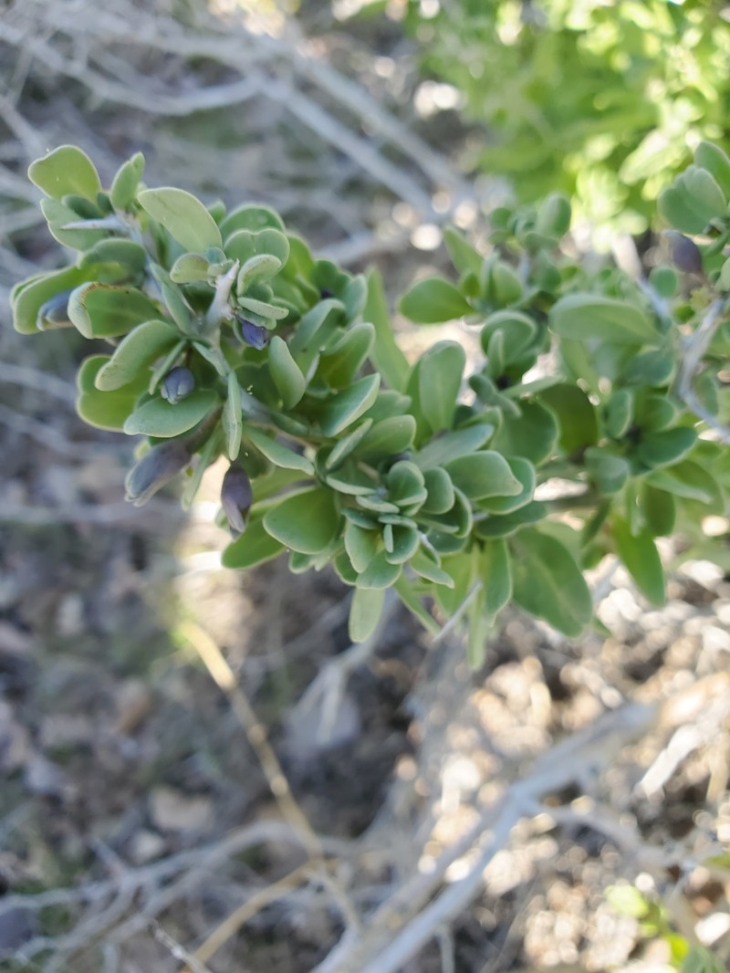 Lycium pallidum var. oligospermum