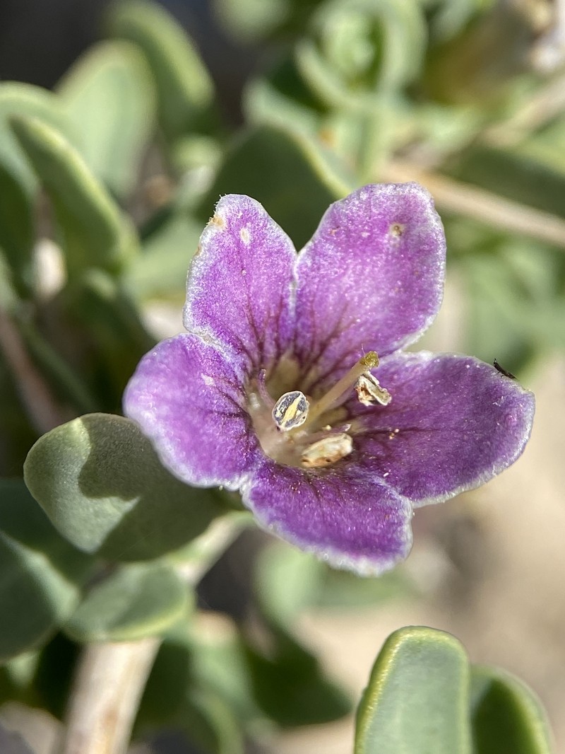 Lycium pallidum var. oligospermum photo 2