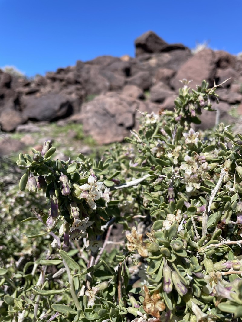 Lycium pallidum var. oligospermum photo 3