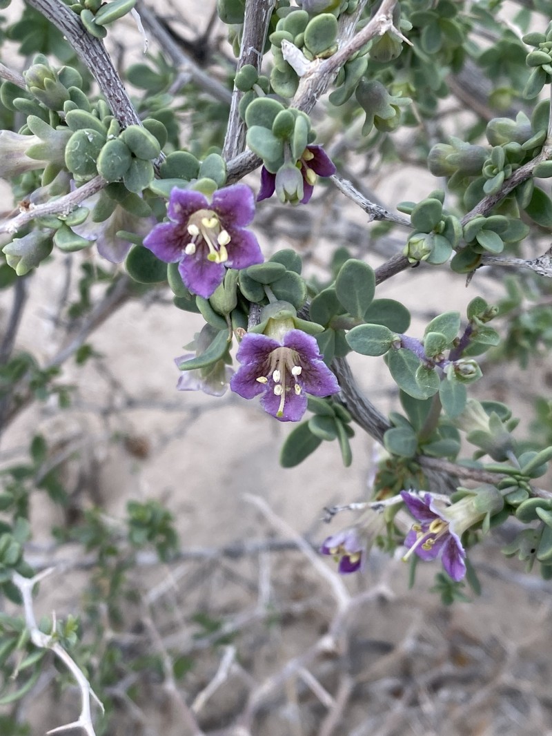 Lycium pallidum var. oligospermum photo 4