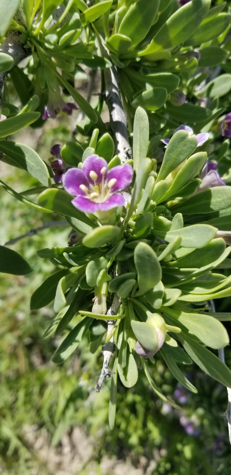 Lycium pallidum var. oligospermum photo 5