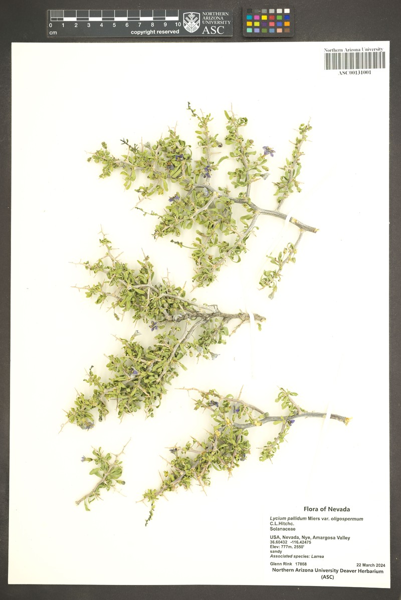 Lycium pallidum var. oligospermum photo 6