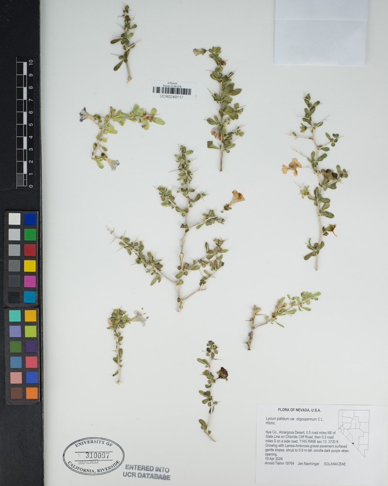 Lycium pallidum var. oligospermum photo 8