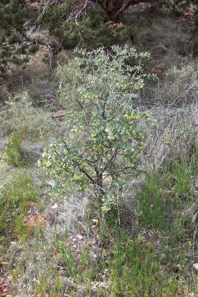 Lycium pallidum var. pallidum