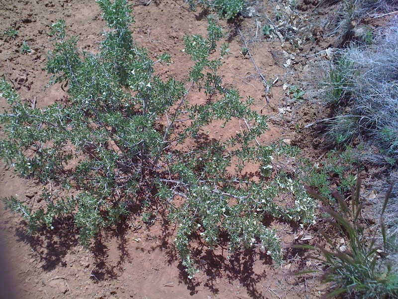 Lycium pallidum var. pallidum photo 2