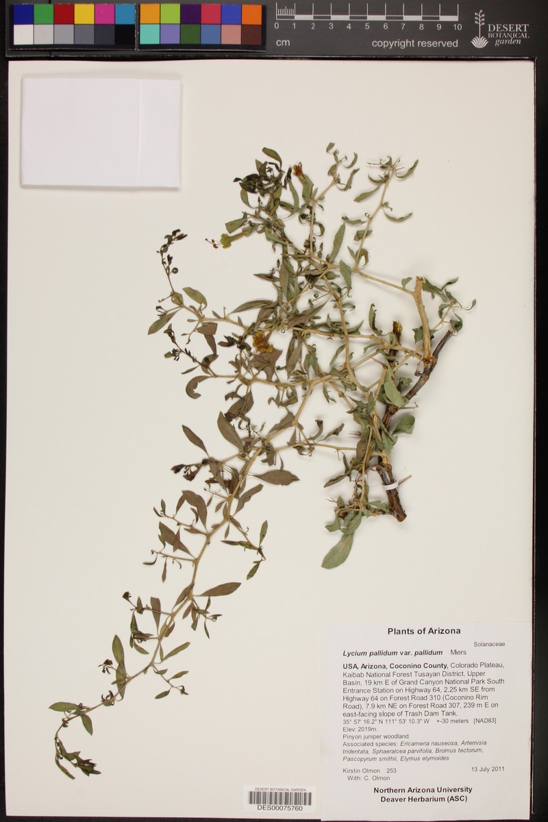 Lycium pallidum var. pallidum photo 3