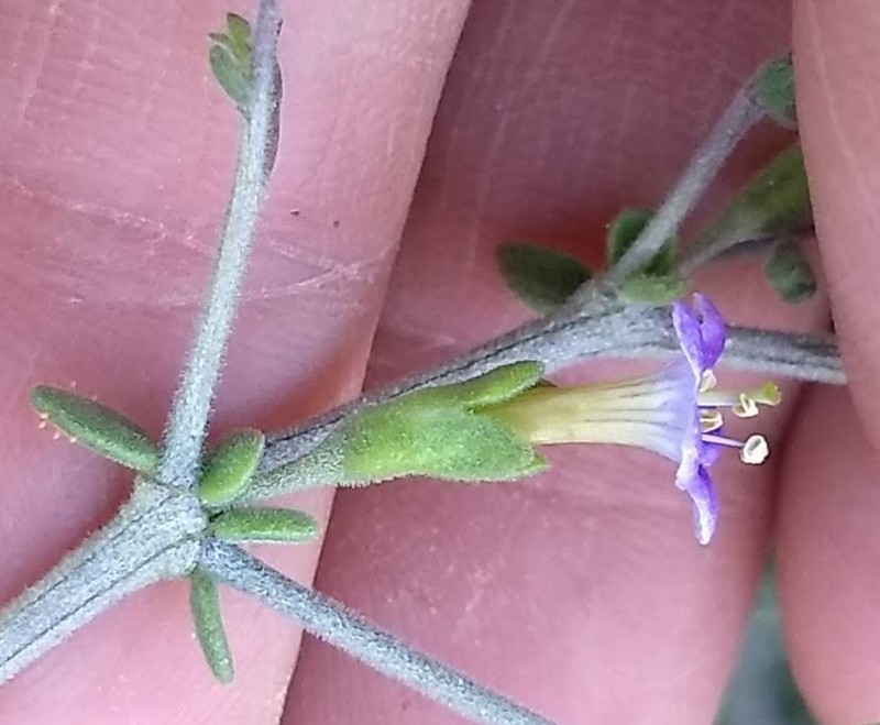 Parish's Desert-Thorn