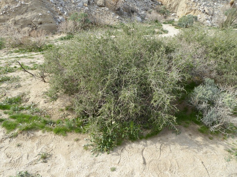 Parish's Desert-Thorn photo 2