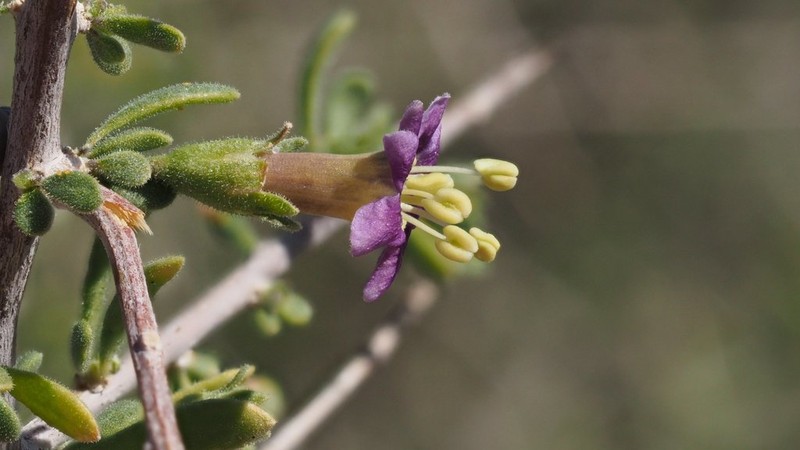 Parish's Desert-Thorn photo 3