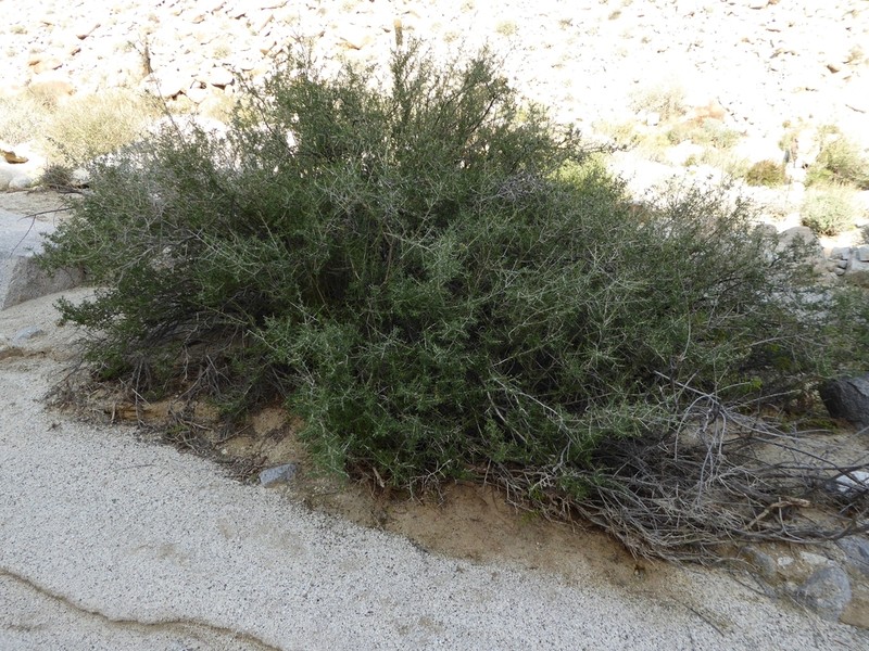 Parish's Desert-Thorn photo 4