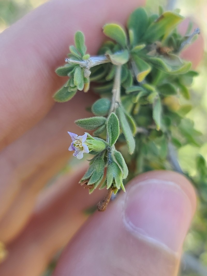 Parish's Desert-Thorn photo 6