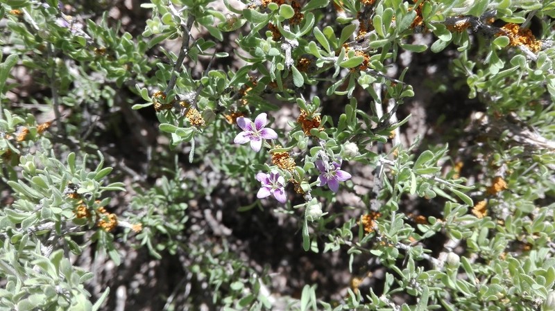 Parish's Desert-Thorn photo 8
