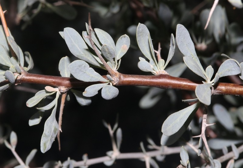 Downy Desert-Thorn