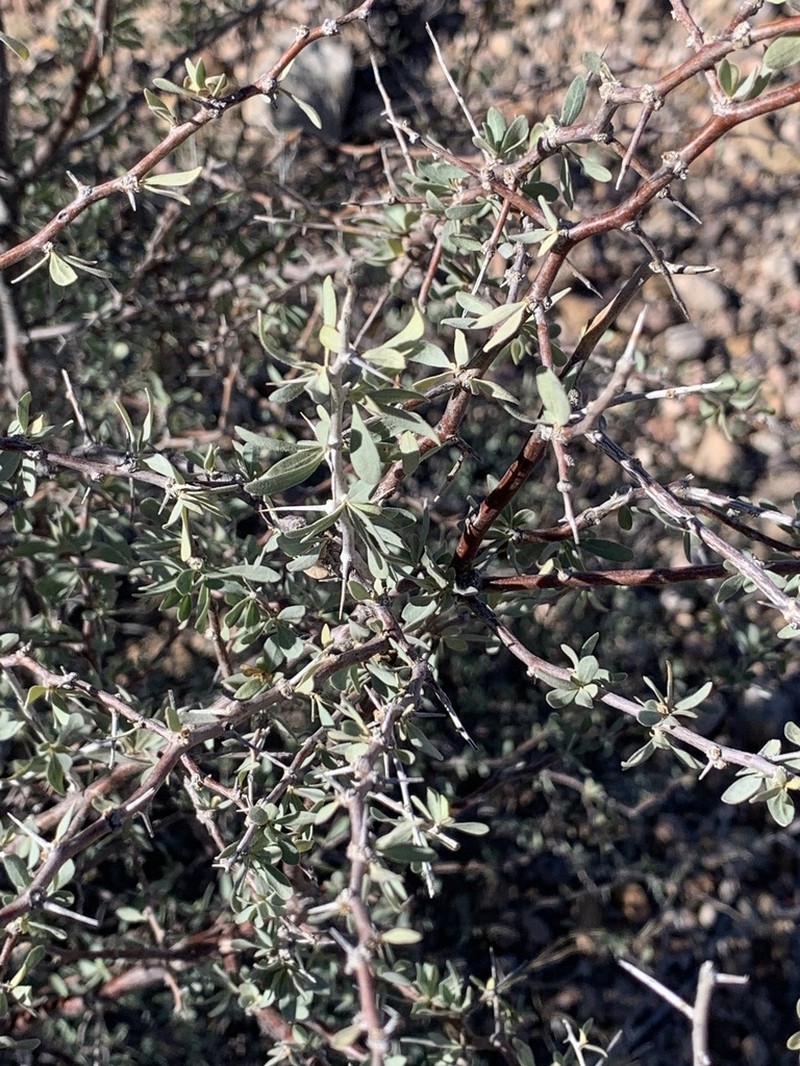 Downy Desert-Thorn photo 2