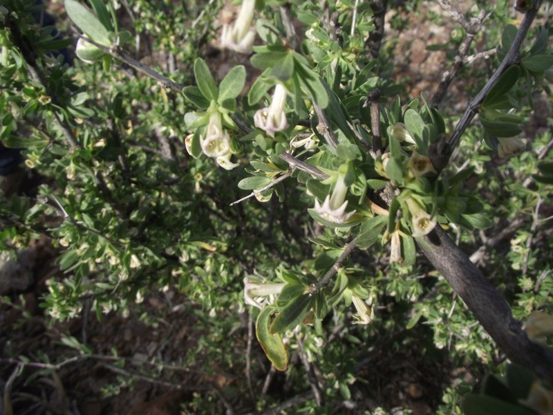 Downy Desert-Thorn photo 3