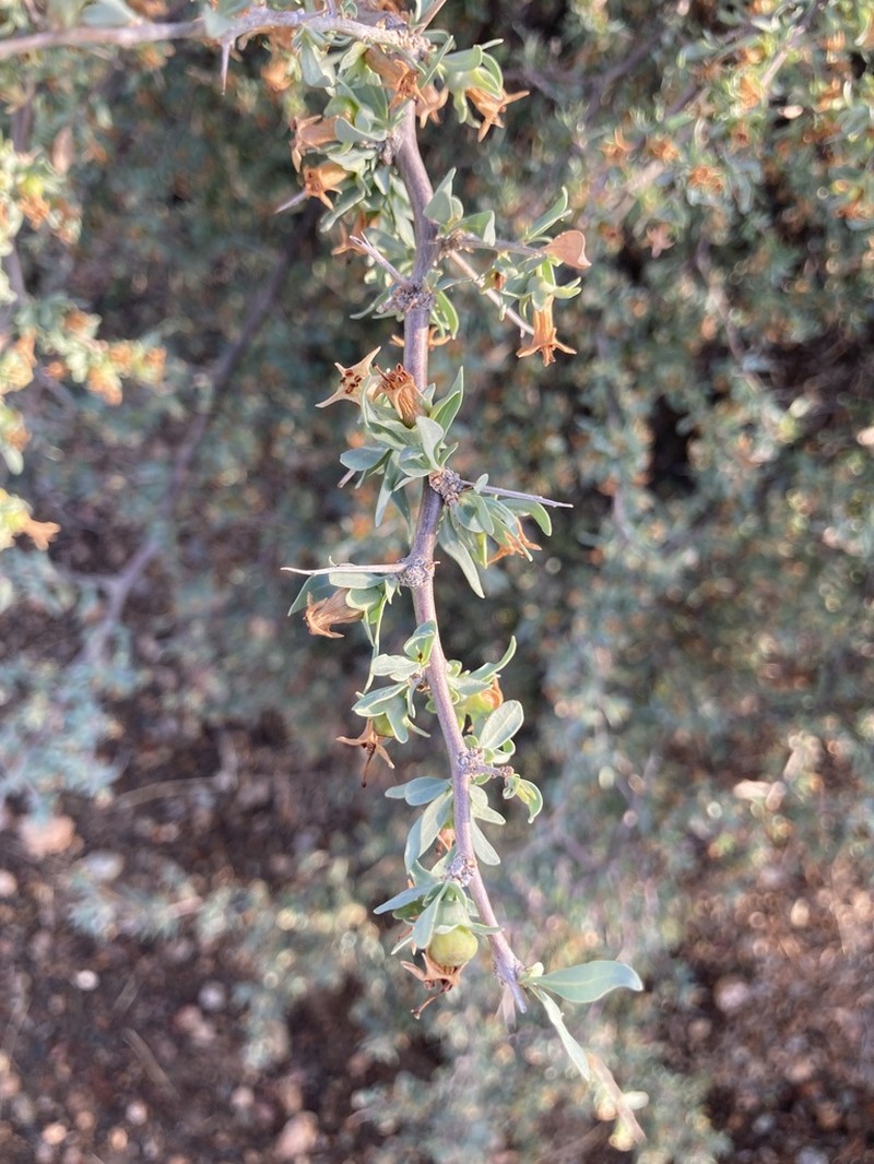 Downy Desert-Thorn photo 4