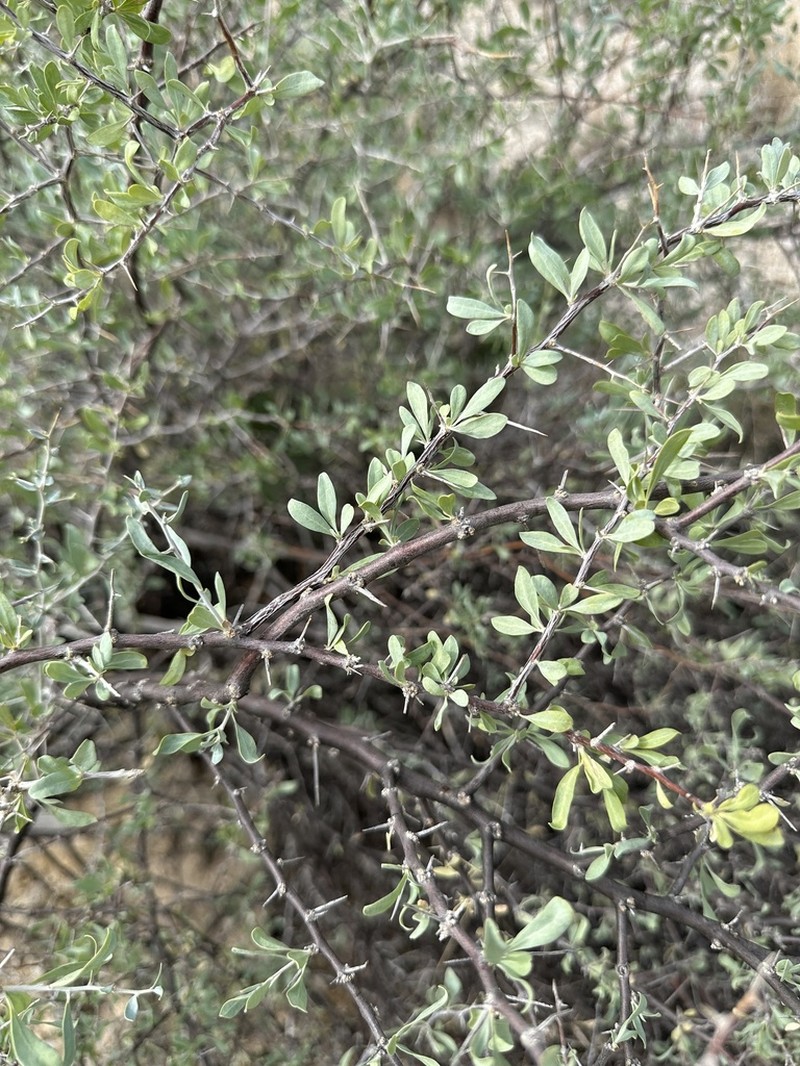 Downy Desert-Thorn photo 5