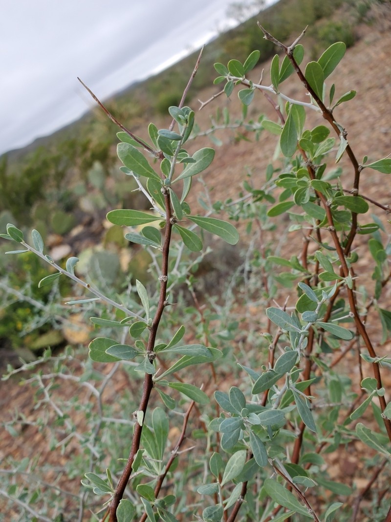 Downy Desert-Thorn photo 6