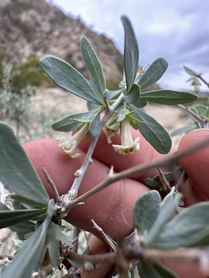 Downy Desert-Thorn photo 7