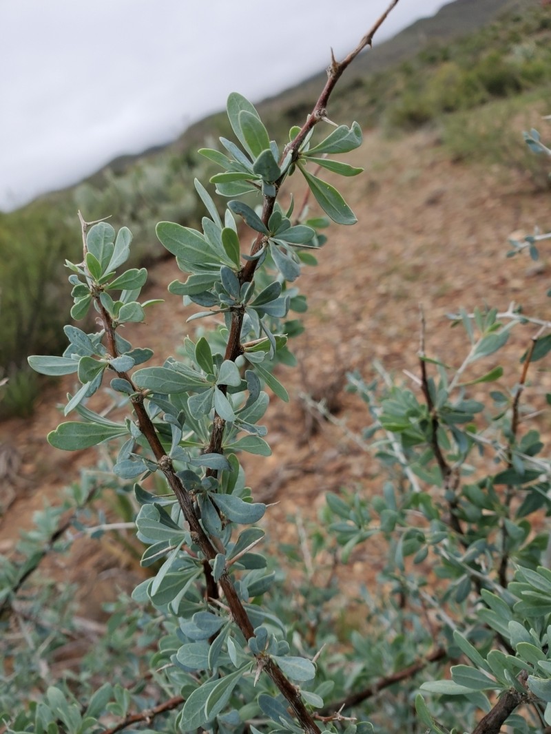 Downy Desert-Thorn photo 8