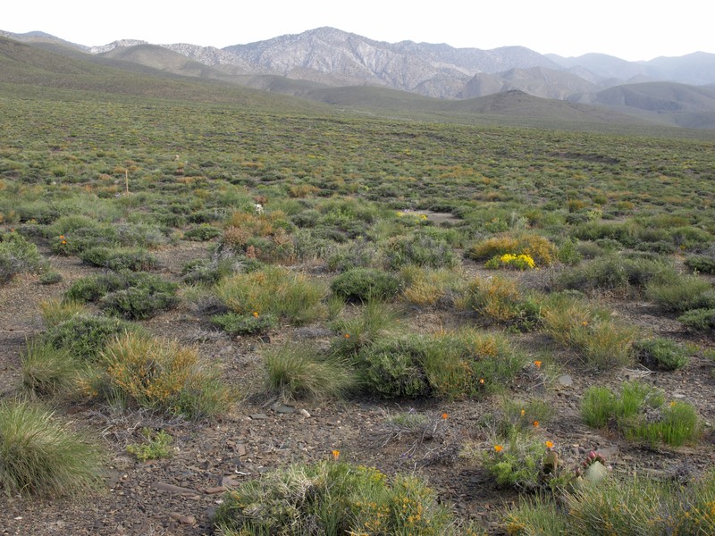 Shockley's Desert-Thorn