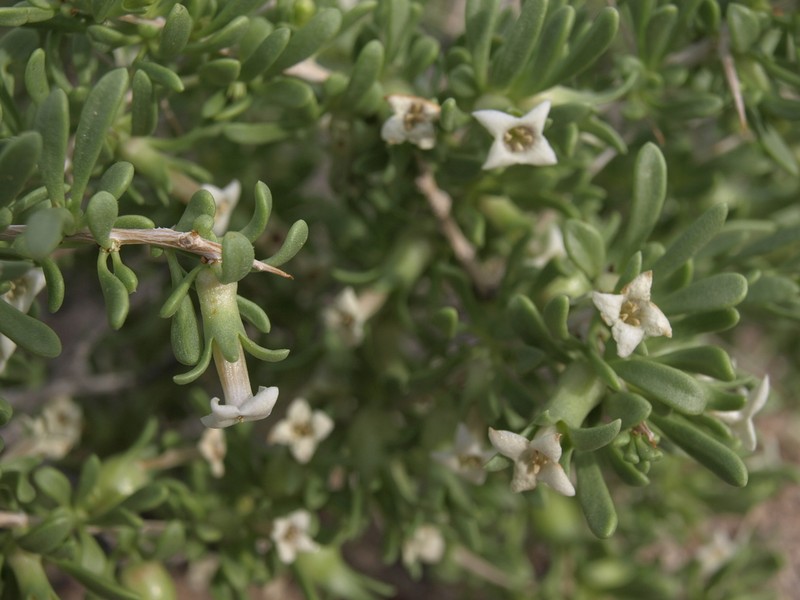 Shockley's Desert-Thorn