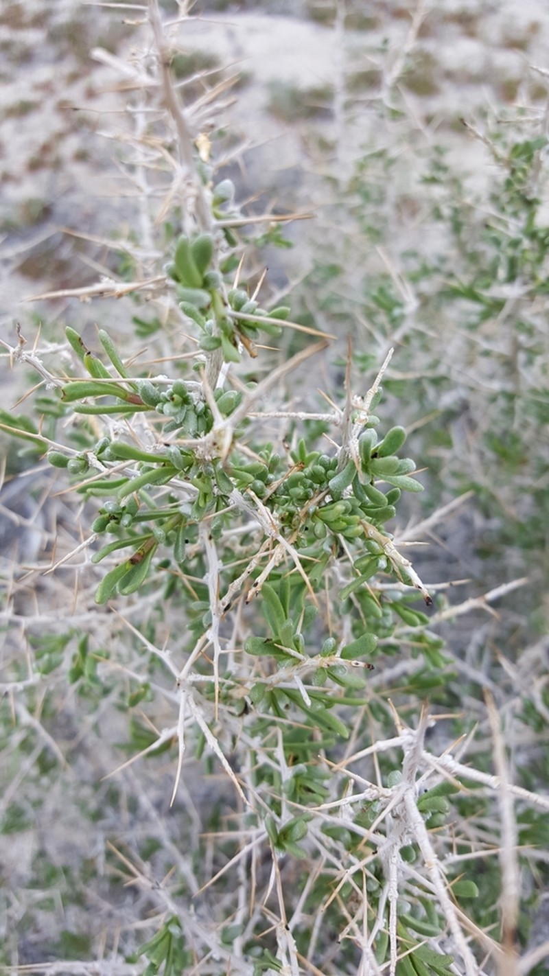 Shockley's Desert-Thorn photo 2
