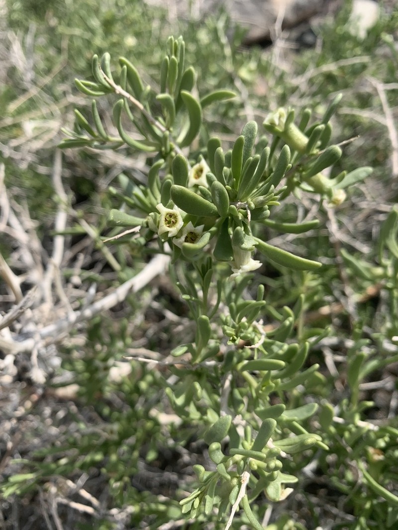 Shockley's Desert-Thorn photo 3