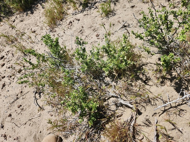 Shockley's Desert-Thorn photo 4