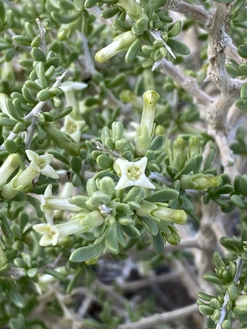 Shockley's Desert-Thorn photo 5