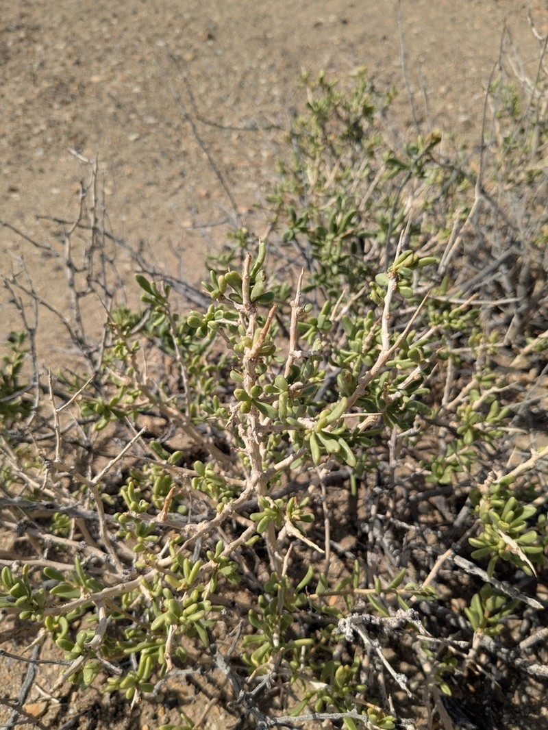 Shockley's Desert-Thorn photo 6